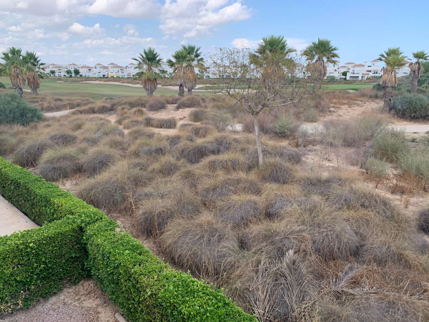 Duplexa salgai in Roldán (Torre-Pacheco)